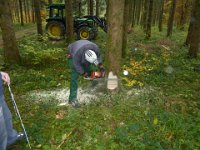 Maienstellen bei Berni und Lorenz 2015