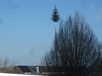 Narrenbaumstellen Hüri 15.02.2025